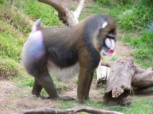 Nicolina Tyler — Delight and sadness at the Rio Zoo