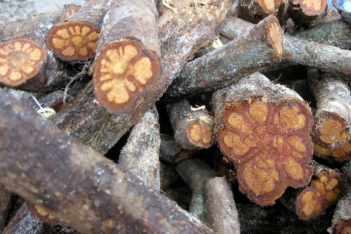 Nicolina Tyler — Grandma’s House, Ayahuasca in the Jungle~ Part 1