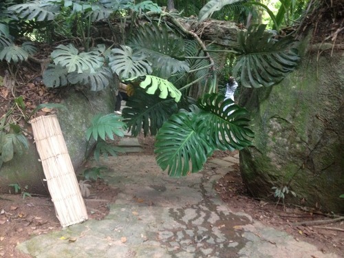 Nicolina Tyler — Grandma’s House, Ayahuasca in the Jungle~ Part 1