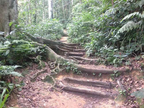Nicolina Tyler — Where we’re going we don’t need roads, Ilha Grande