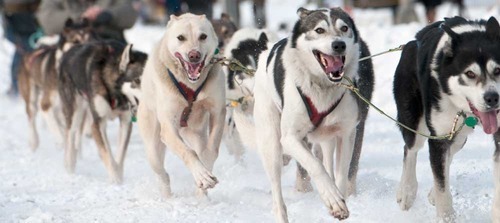 Nicolina Tyler — The Iditarod. Why? Pt 1