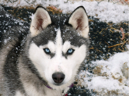 Nicolina Tyler — The Iditarod, Why? Pt 2