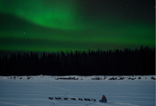 Nicolina Tyler — The Iditarod, Why? Pt 2